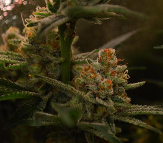 •LEMONITE • CLONES•. Week 15