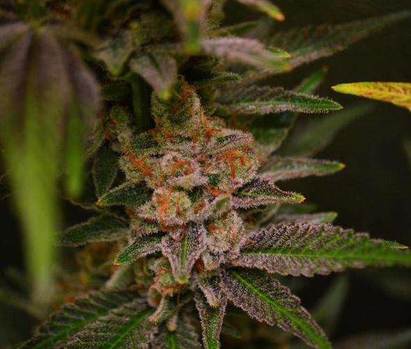 •LEMONITE • CLONES•. Week 15