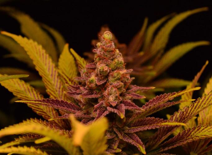 •LEMONITE • CLONES•. Week 15