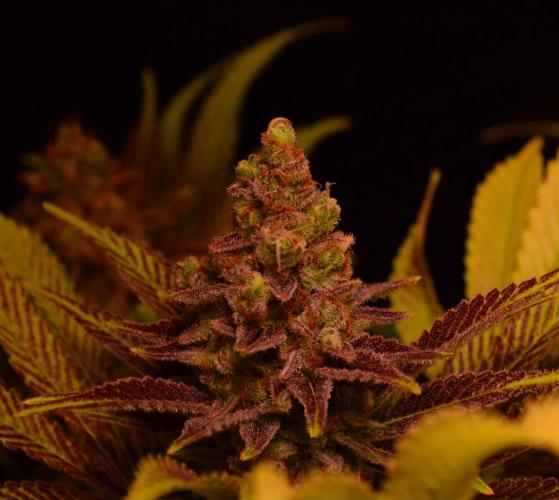 •LEMONITE • CLONES•. Week 15