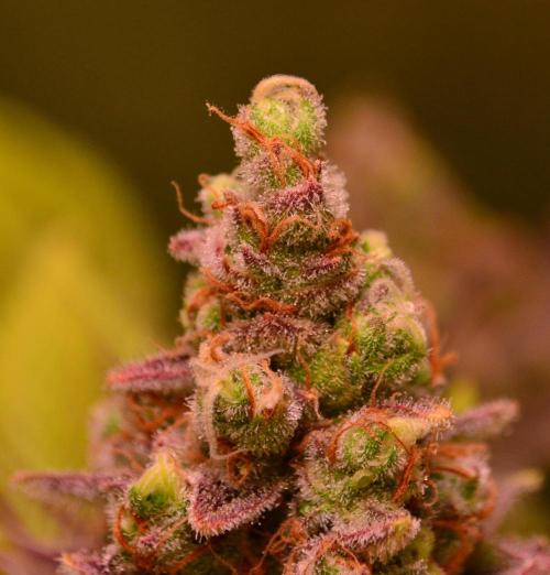 •LEMONITE • CLONES•. Week 15