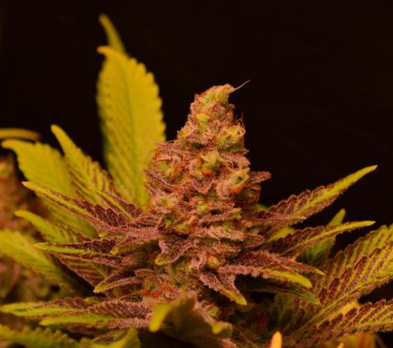 •LEMONITE • CLONES•. Week 15