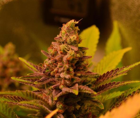 •LEMONITE • CLONES•. Week 15