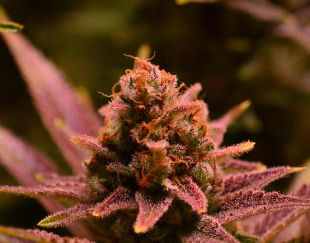 •LEMONITE • CLONES•. Week 15