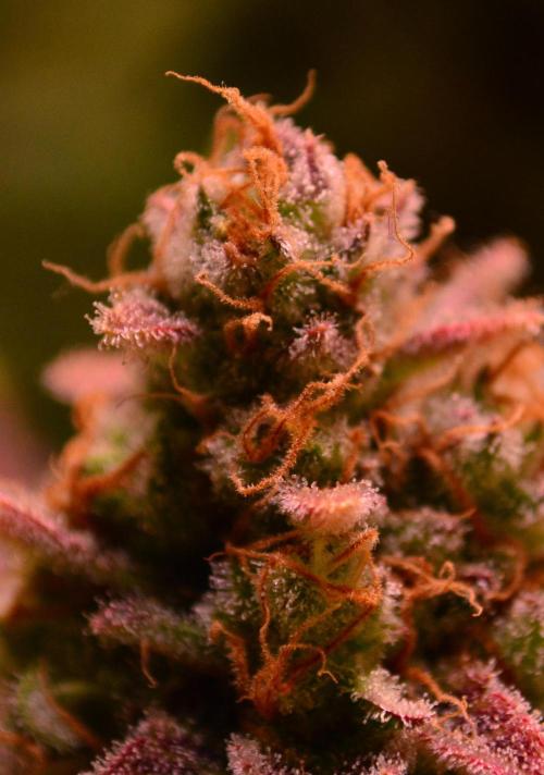 •LEMONITE • CLONES•. Week 15