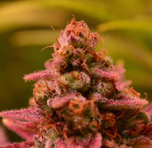 •LEMONITE • CLONES•. Week 15