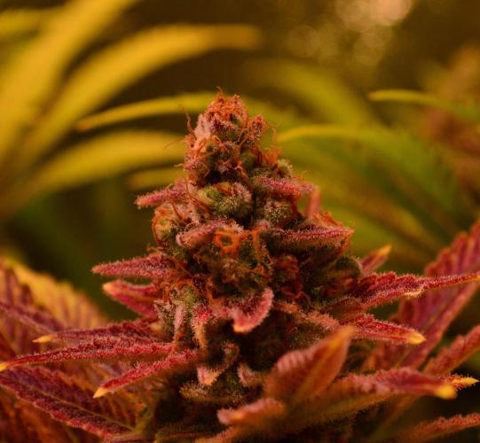 •LEMONITE • CLONES•. Week 15