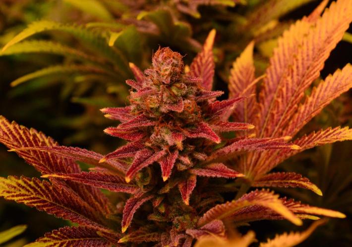 •LEMONITE • CLONES•. Week 15