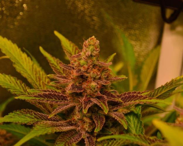 •LEMONITE • CLONES•. Week 15