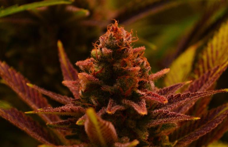 •LEMONITE • CLONES•. Week 15