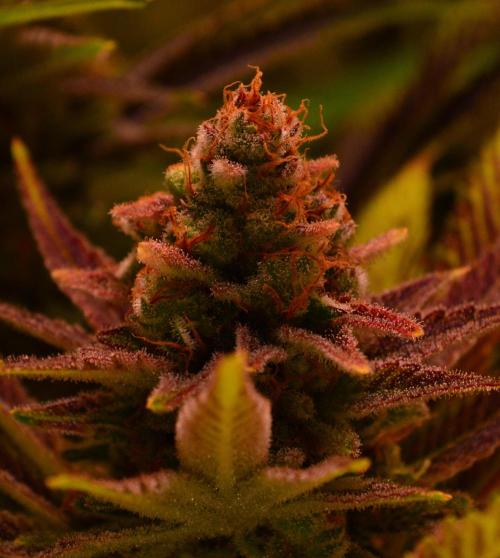 •LEMONITE • CLONES•. Week 15