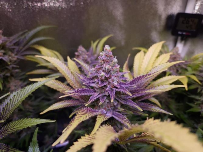 •LEMONITE • CLONES•. Week 15 - PhoneCam #3