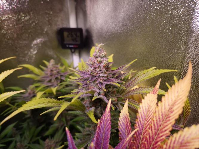 •LEMONITE • CLONES•. Week 15