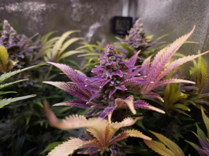 •LEMONITE • CLONES•. Week 15