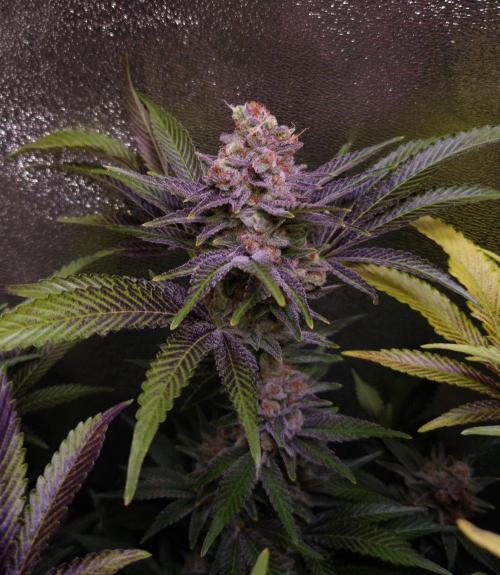 •LEMONITE • CLONES•. Week 15 - PhoneCam #1