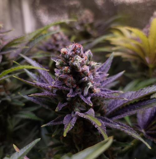 •LEMONITE • CLONES•. Week 15