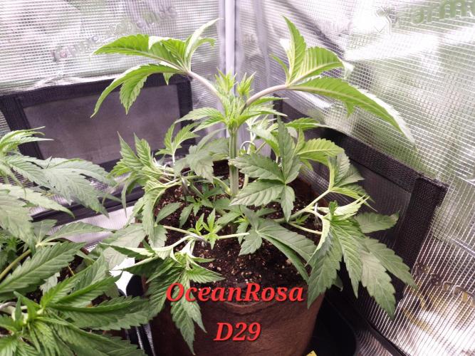 • Ocean Rosa •. Week 5