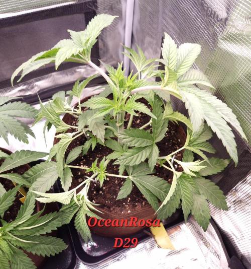 • Ocean Rosa •. Week 5