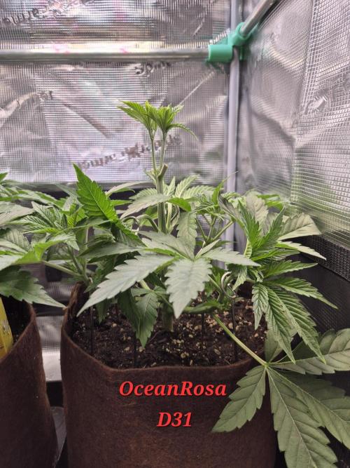 • Ocean Rosa •. Week 5