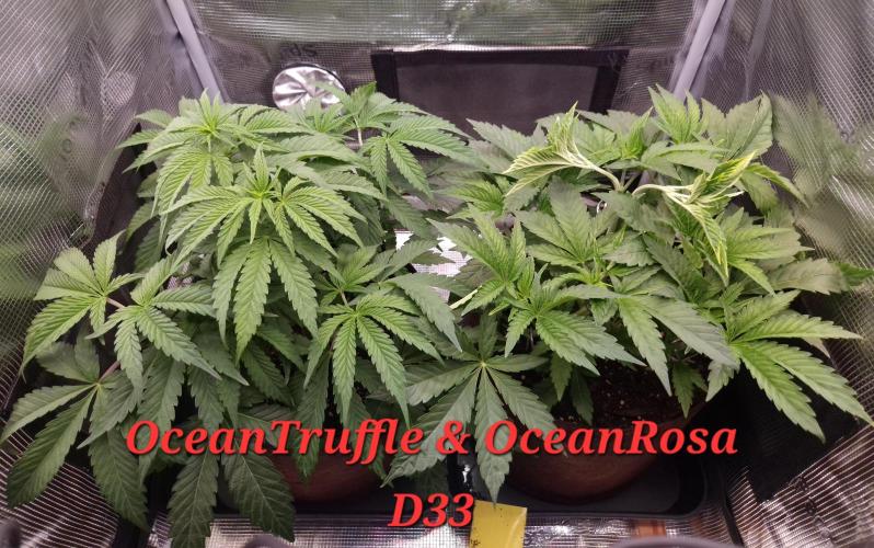 • Ocean Rosa •. Week 5