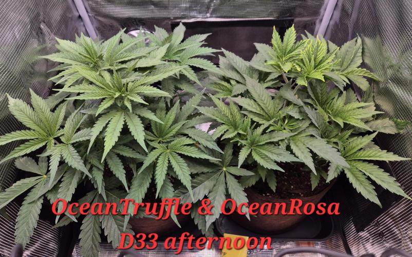 • Ocean Rosa •. Week 5