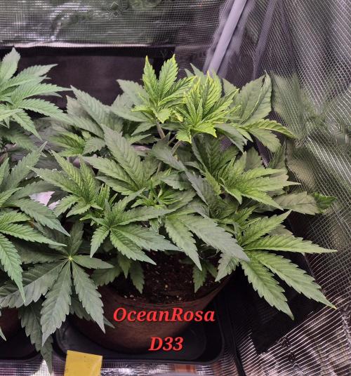 • Ocean Rosa •. Week 5