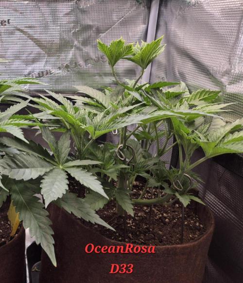 • Ocean Rosa •. Week 5