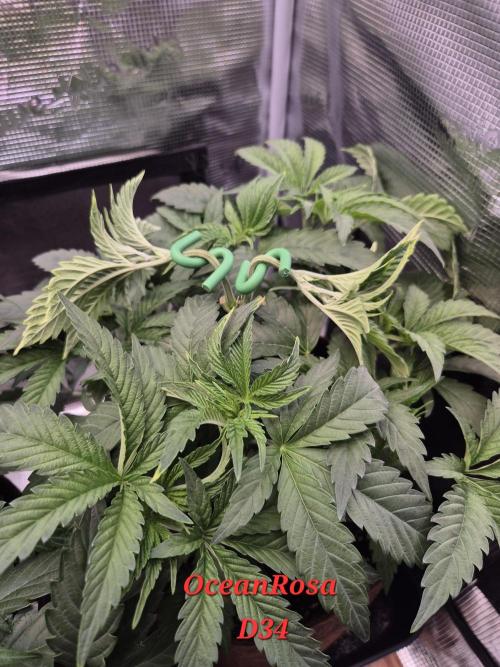 • Ocean Rosa •. Week 5