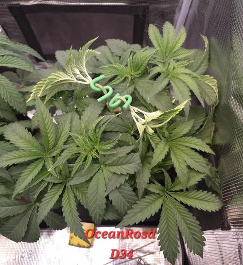 • Ocean Rosa •. Week 5