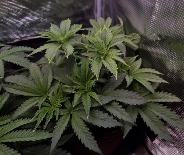 • Ocean Rosa •. Week 5 - D35