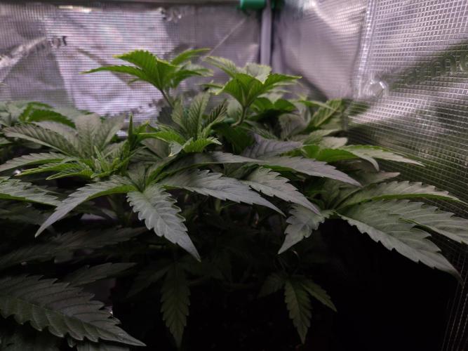 • Ocean Rosa •. Week 5 - D35