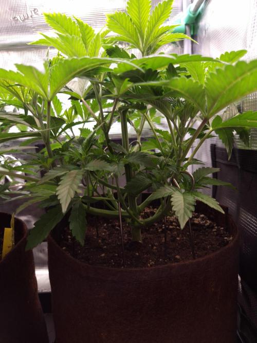 • Ocean Rosa •. Week 5 - D35