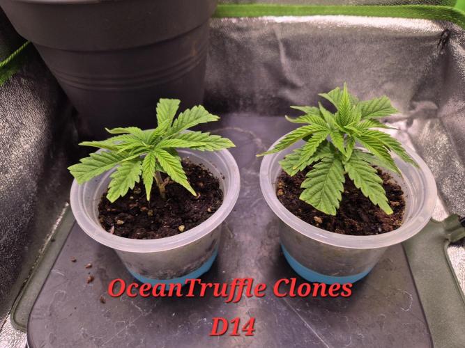 •OceanTruffle • Clones•. Week 2