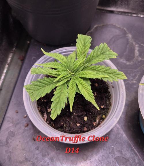 •OceanTruffle • Clones•. Week 2
