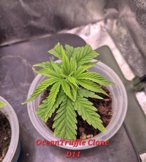 •OceanTruffle • Clones•. Week 2
