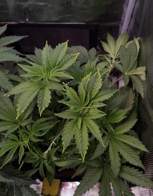 • Ocean Rosa •. Week 5 - D35