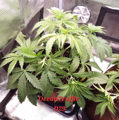 • Ocean Truffle •. Week 5