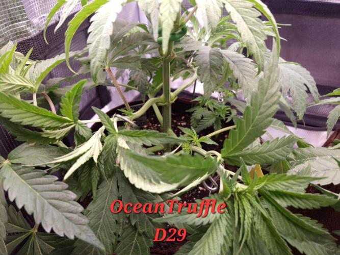 • Ocean Truffle •. Week 5