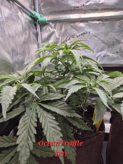 • Ocean Truffle •. Week 5