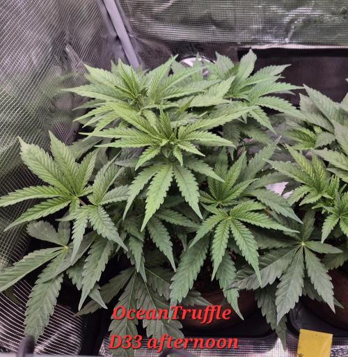 • Ocean Truffle •. Week 5