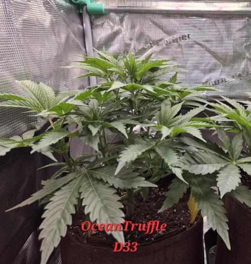 • Ocean Truffle •. Week 5