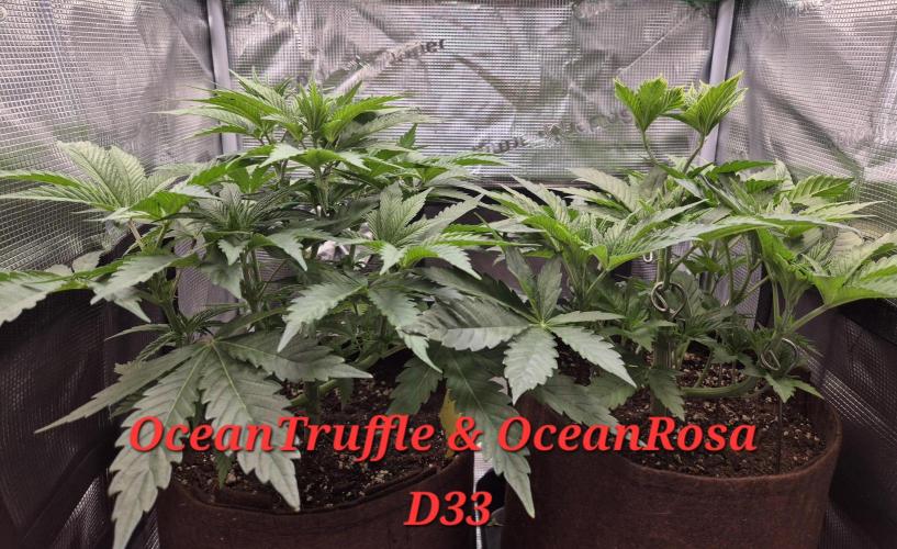 • Ocean Truffle •. Week 5