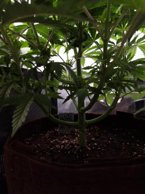 • Ocean Truffle •. Week 5 - D35