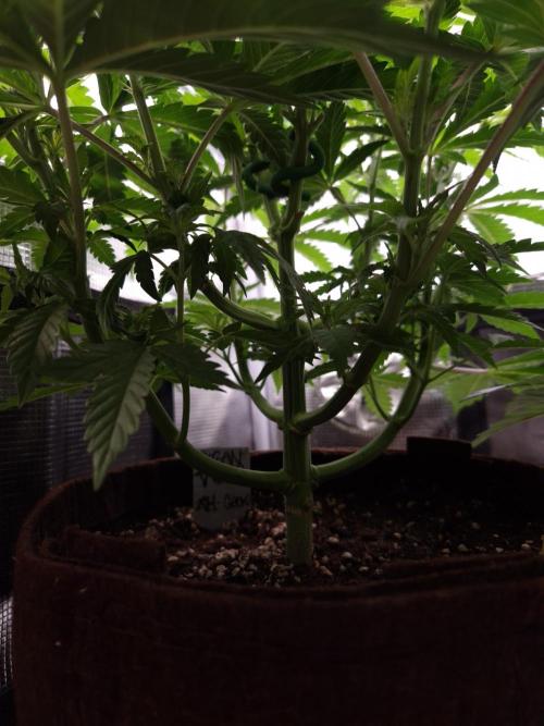 • Ocean Truffle •. Week 5 - D35