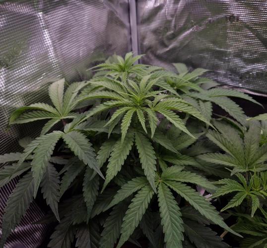 • Ocean Truffle •. Week 5 - D35