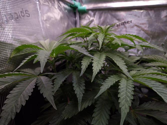 • Ocean Truffle •. Week 5 - D35