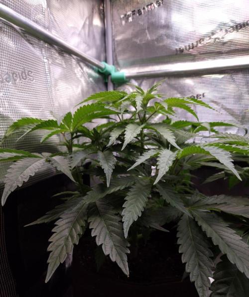 • Ocean Truffle •. Week 5 - D35