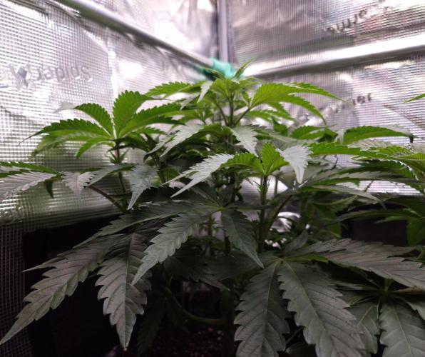 • Ocean Truffle •. Week 5 - D35