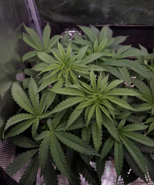 • Ocean Truffle •. Week 5 - D35