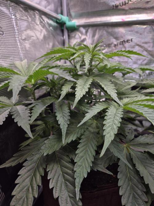 • Ocean Truffle •. Week 5 - D35